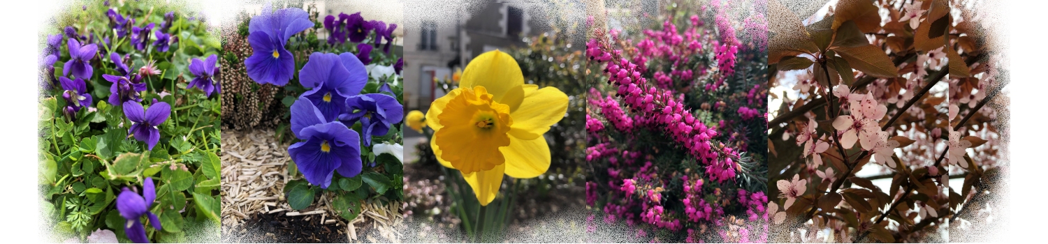 fleurs pringtemps